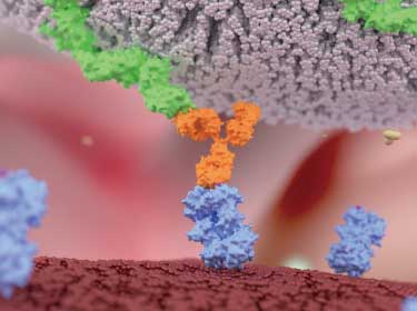 Preventing cancer cells from escaping the immune system &ndash; a promising new study