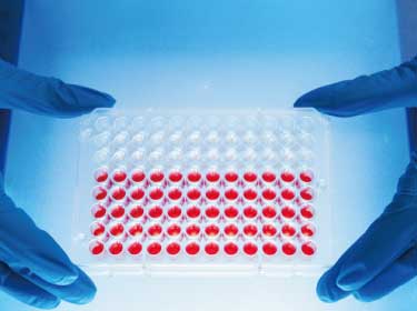 New insights into in vivo regulation of cell cycle