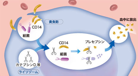 生産機序 イメージ